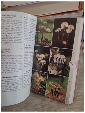 Champignons (gros plan) - Guide d'identification des champignons d'Europe