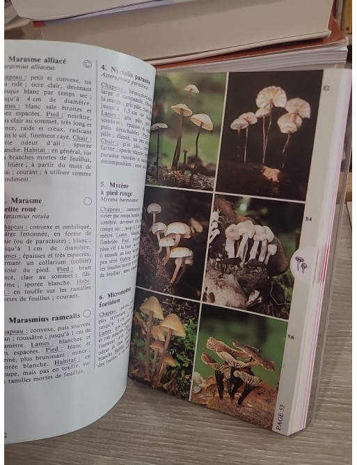 Champignons (gros plan) - Guide d'identification des champignons d'Europe