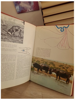 Les animaux, leur comportement - Étude du comportement animal