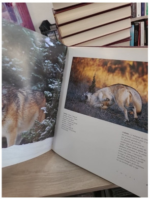 Loups - Vie, comportement et relation avec l'homme