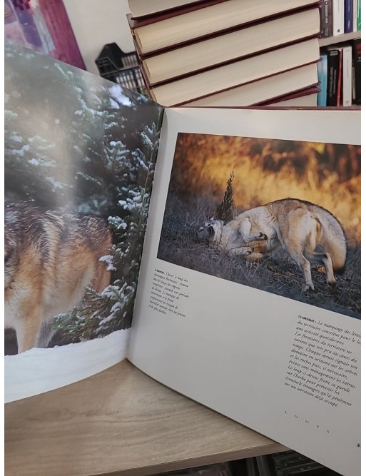 Loups - Vie, comportement et relation avec l'homme