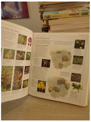 Aménagez votre jardin - Plans de plantation et conseils pour un jardin harmonieux