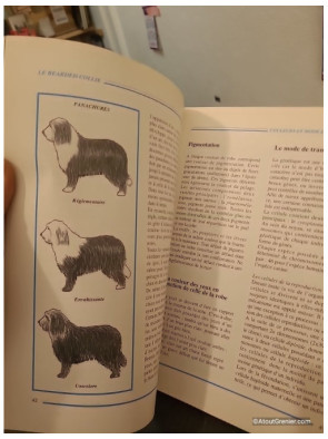 Le bearded collie - Guide complet sur la race, l'éducation et l'entretien