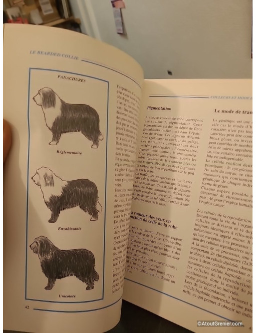 Le bearded collie - Guide complet sur la race, l'éducation et l'entretien