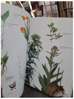 Le guide complet de la phytothérapie