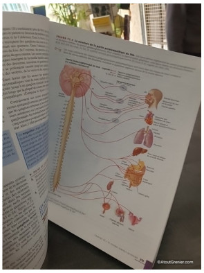 Manuel d'anatomie et de physiologie humaines - Gerard J. Tortora
