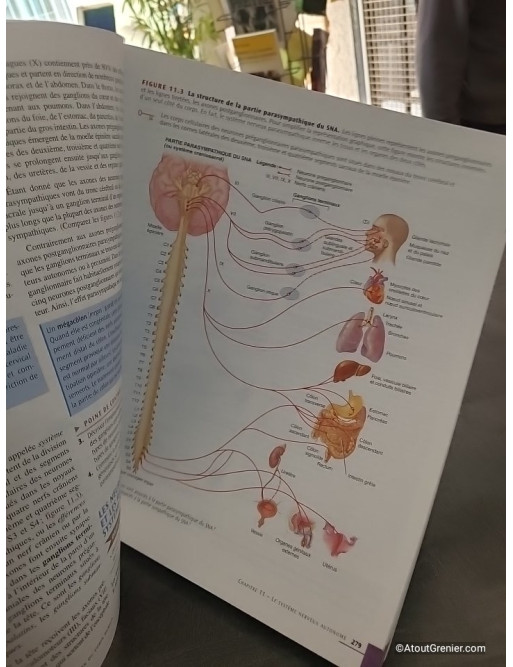 Manuel d'anatomie et de physiologie humaines - Gerard J. Tortora