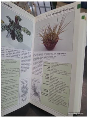 Les plantes d'intérieur - Ken March