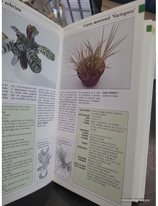 Les plantes d'intérieur - Ken March