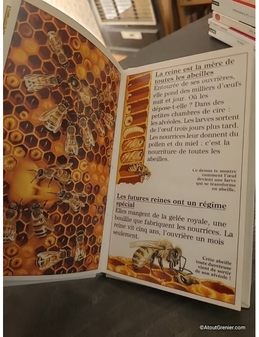 Abeilles, fourmis, termites : des insectes en famille - Marie Farré