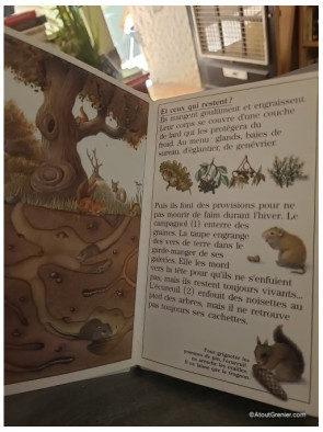 Comment vivent les animaux en hiver ? - Catherine de Sairigné