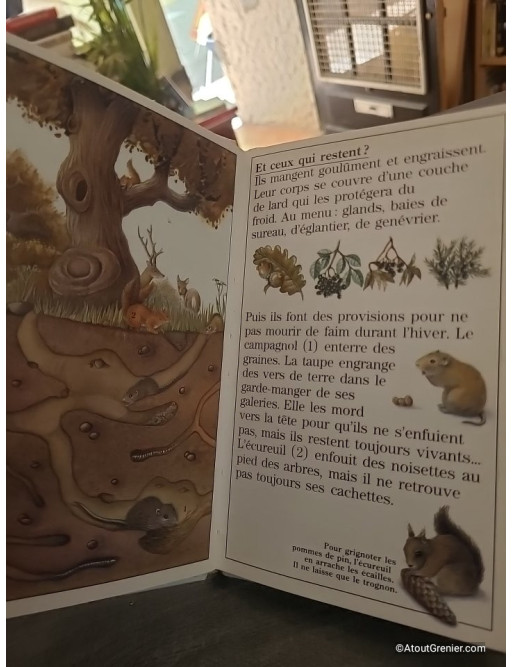 Comment vivent les animaux en hiver ? - Catherine de Sairigné