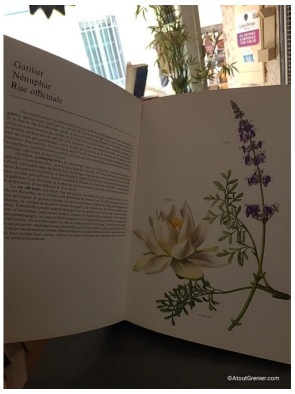 Atlas des plantes médicinales - Francesco Bianchini et Francesco Corbetta