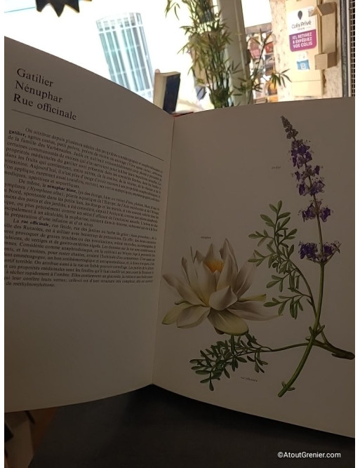 Atlas des plantes médicinales - Francesco Bianchini et Francesco Corbetta
