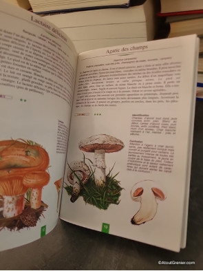 Petit guide des champignons - Philippe Joly
