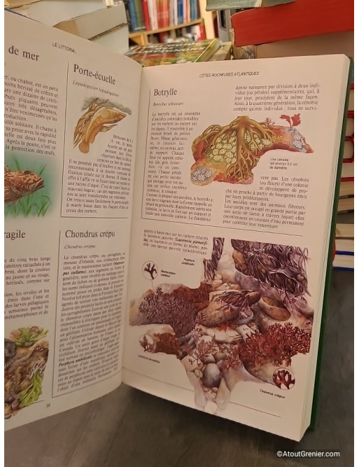 Guide illustré de la nature en France - Bertrand Gauvrit et Emilia Gavazzi