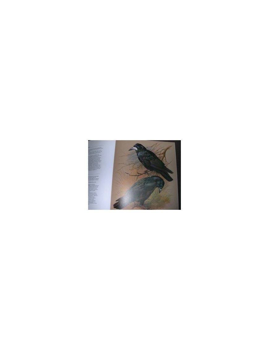 Les Oiseaux de nos régions de Campbell, William D.