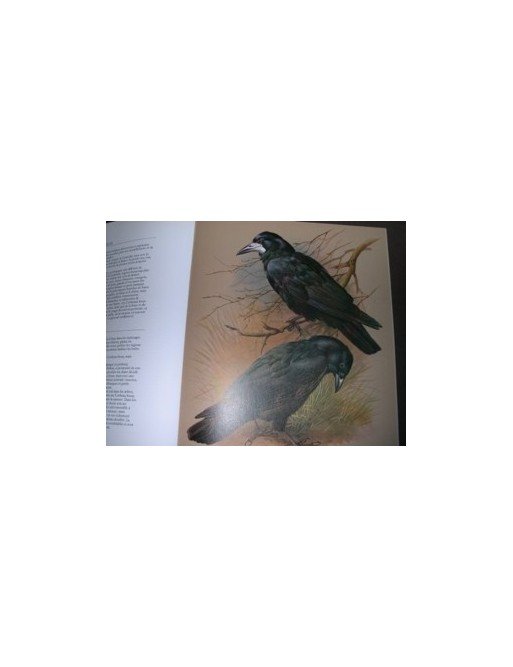 Les Oiseaux de nos régions de Campbell, William D.