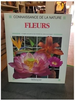 Fleurs, par De Bray, Lys
