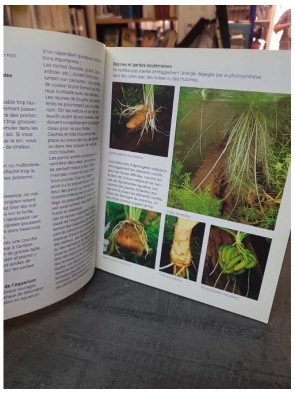 Aquarium, Les Plantes : guide pour un jardin aquatique luxuriant par I Scheurmann