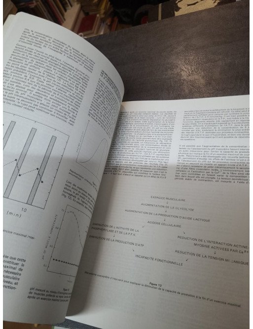 Aviron - 1, Physiologie : L'entraînement en aviron par l'INSEP - Guide scientifique pour sportifs.