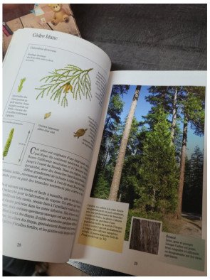 Reconnaître les arbres sans peine - Keith Rushforth