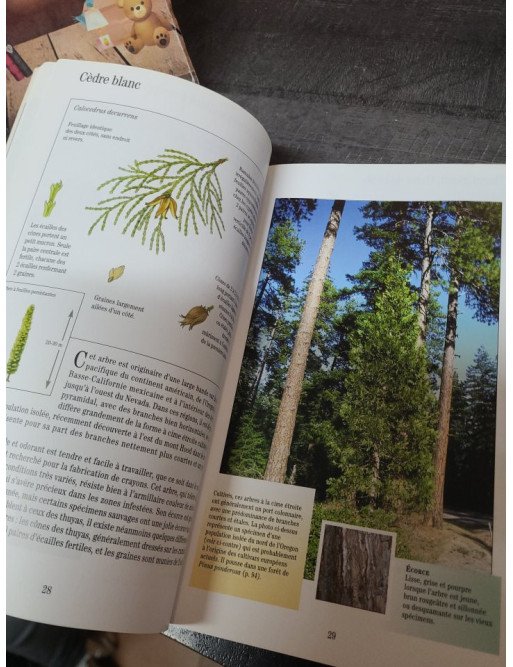 Reconnaître les arbres sans peine - Keith Rushforth