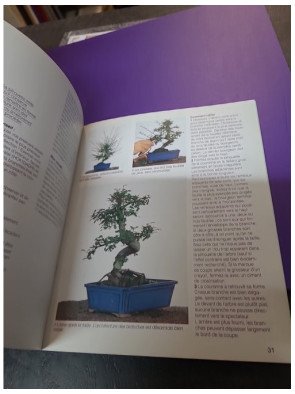 Bonsaï d'intérieur - Pour une culture réussie (Jochen Pfisterer)