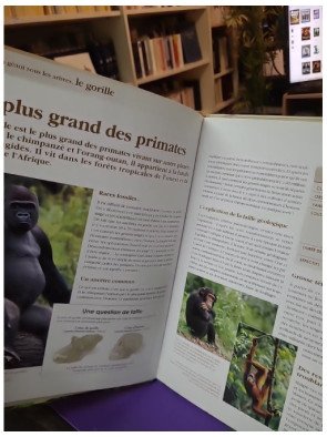 Un géant sous les arbres – Le gorille