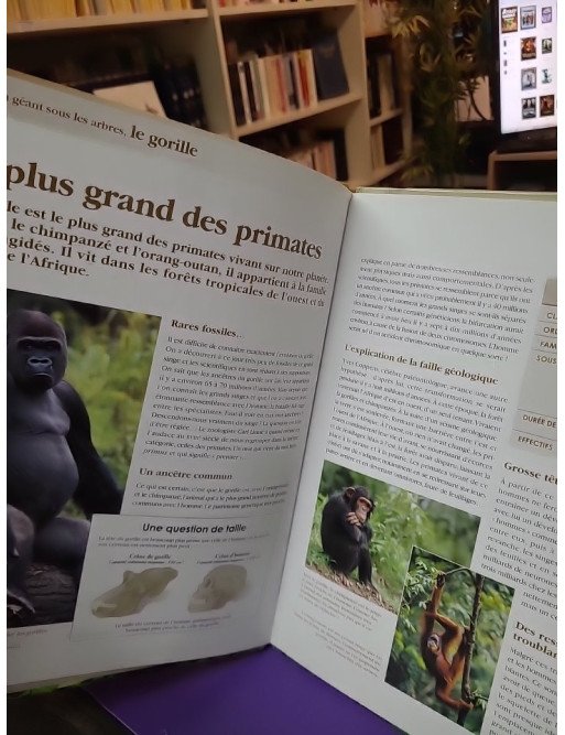 Un géant sous les arbres – Le gorille