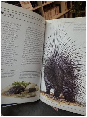 Les défenseurs – Jenny Wood