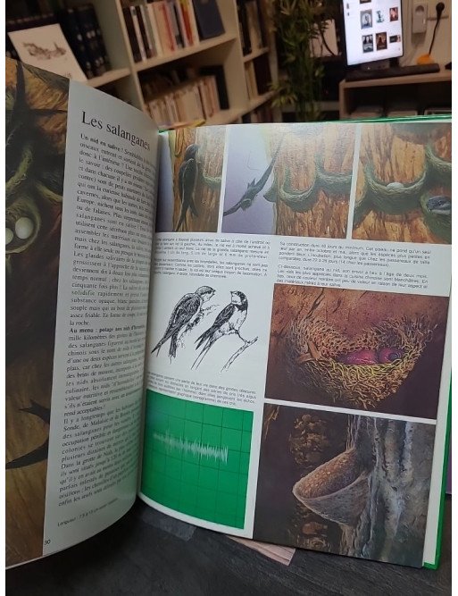 Les Animaux Bâtisseurs