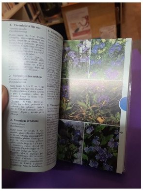 Gros plan sur les fleurs des montagnes - Wolfgang Lippert