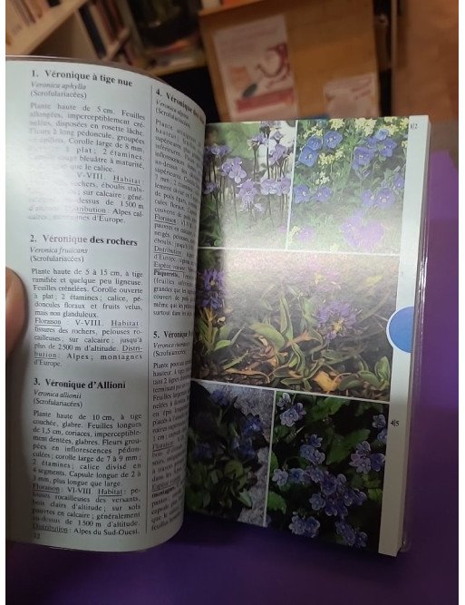 Gros plan sur les fleurs des montagnes - Wolfgang Lippert