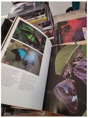 Le Monde des arbres - La vie des bois et des forêts - Les Line, Ann Sutton, Myron Sutton