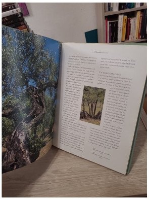 Trésors du Sud. L'olivier, les olives et l'huile d'olive - Martine Calais