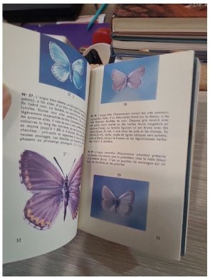 Papillons espèces européennes – 250 photographies en couleurs - Yves Latouche