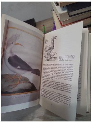 Oiseaux de la Réunion – Nicolas Barré et Armand Barau