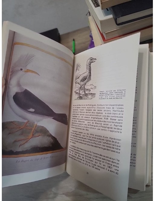 Oiseaux de la Réunion – Nicolas Barré et Armand Barau