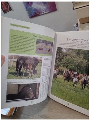 Le cheval - Comportement et caractères