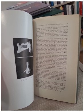 Tome 76 - Bulletin trimestriel de la Société de Géographie et Archéologie de la Province d'Oran