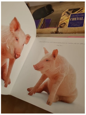 Drôle de Cochon - Livre illustré sur les cochons (Animaux en Série)